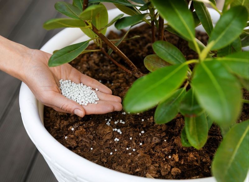 Zarówno rododendrony w donicach, jak i te rosnące w ogrodzie, zaczynamy nawozić wiosną.
