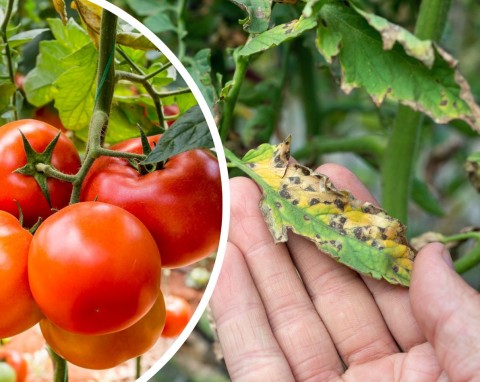 Groźna choroba atakuje pomidory, porażone są liście i grona. Jak zwalczyć septoriozę?