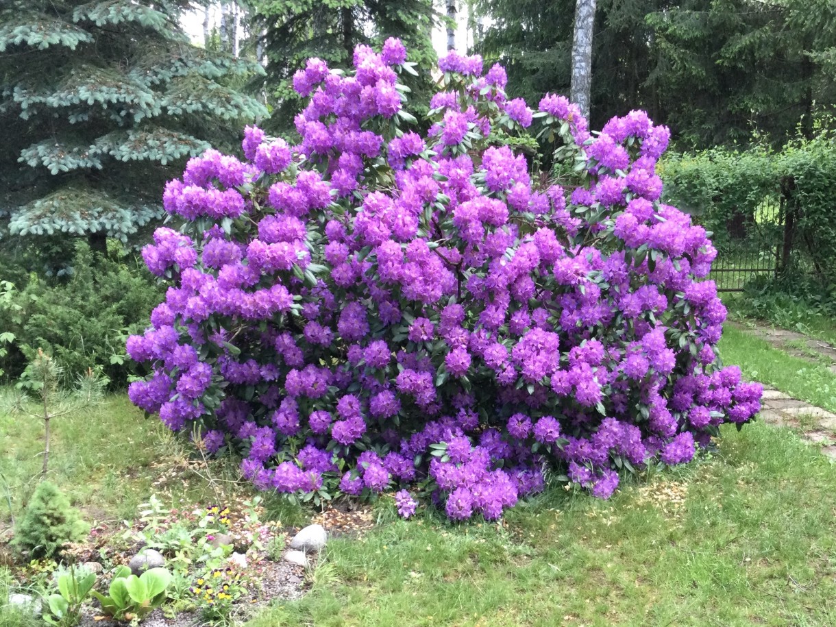 Dekoracje, Małe podsumowanie lata - Wiosna wybuchł rododendron, azalie…