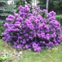 Dekoracje, Małe podsumowanie lata - Wiosna wybuchł rododendron, azalie…