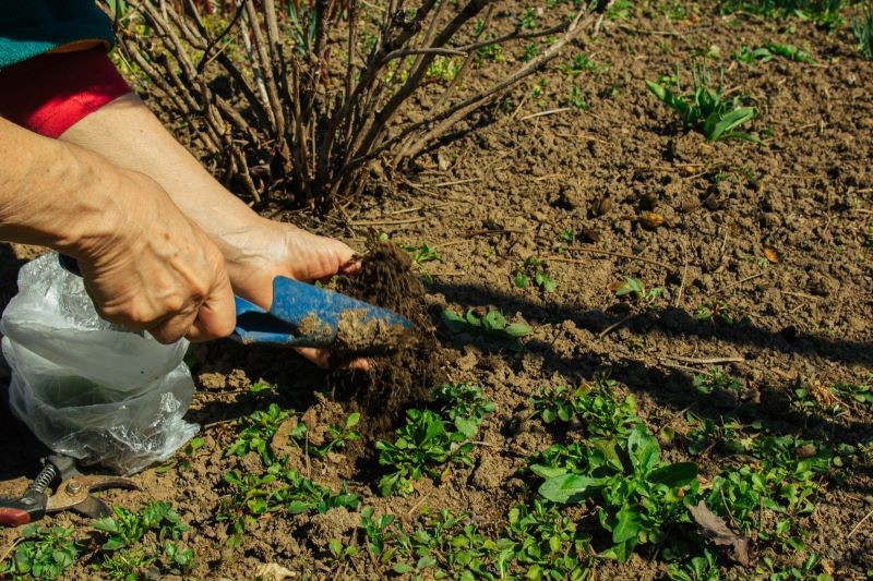 Kopczykowania wymagają m.in. róże i hortensje.