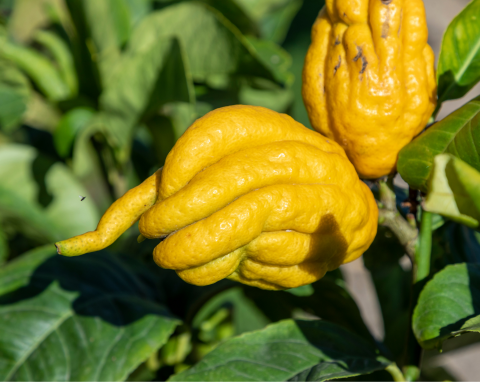 To jedno z najstarszych drzew owocowych świata. Jak wyhodować cytron w domu?