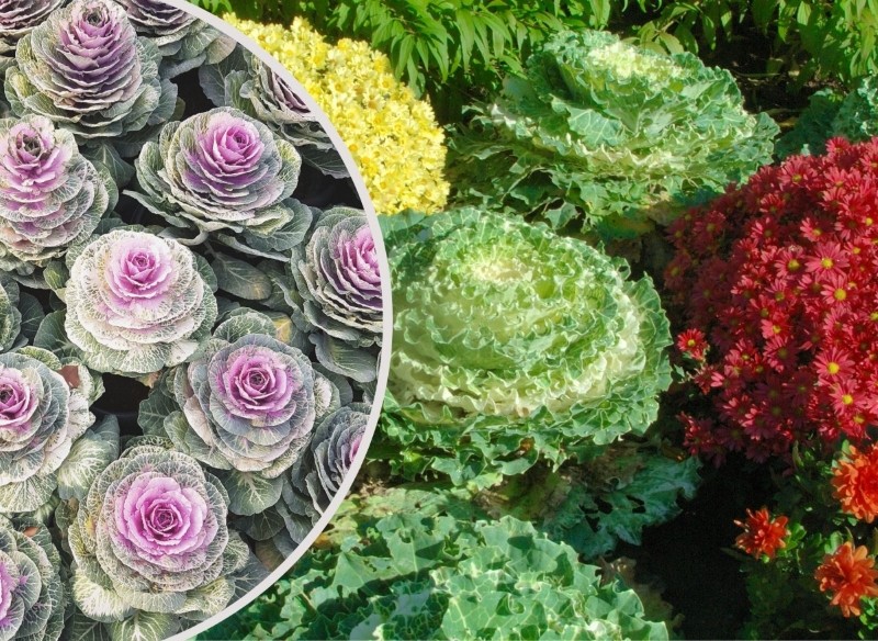 rośliny w listopadzie