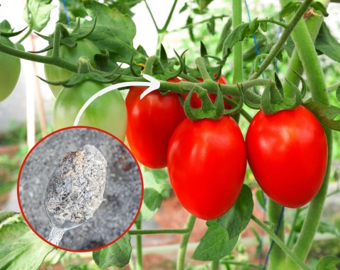 Organiczny suplement na wzrost pomidorów. Owoce szybko rosną, są zdrowe i słodkie