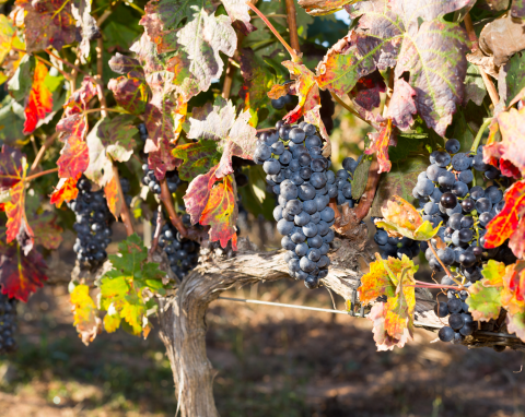 Przygotowanie winorośli do zimy. Nie tylko kopczykowanie i okrywanie zadba o przyszłe plony