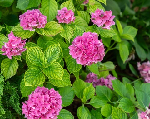 Tak hiszpańscy ogrodnicy zmieniają kolor hortensji. Co zrobić, by mieć różowe lub mocno niebieskie hortensje?