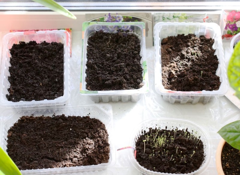 podlewanie nasion po siewie  