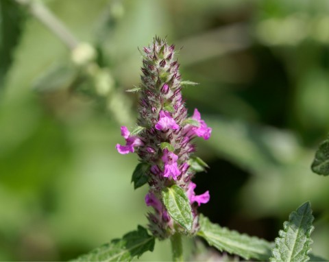 Bukwica zwyczajna (Stachys officinalis)