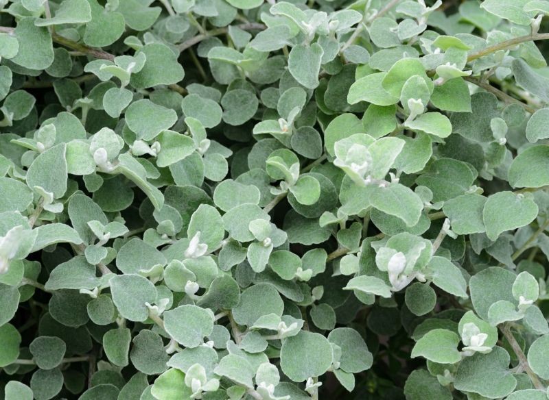 Kocanka włochata nie lubi ani przelewania, ani długiej suszy.