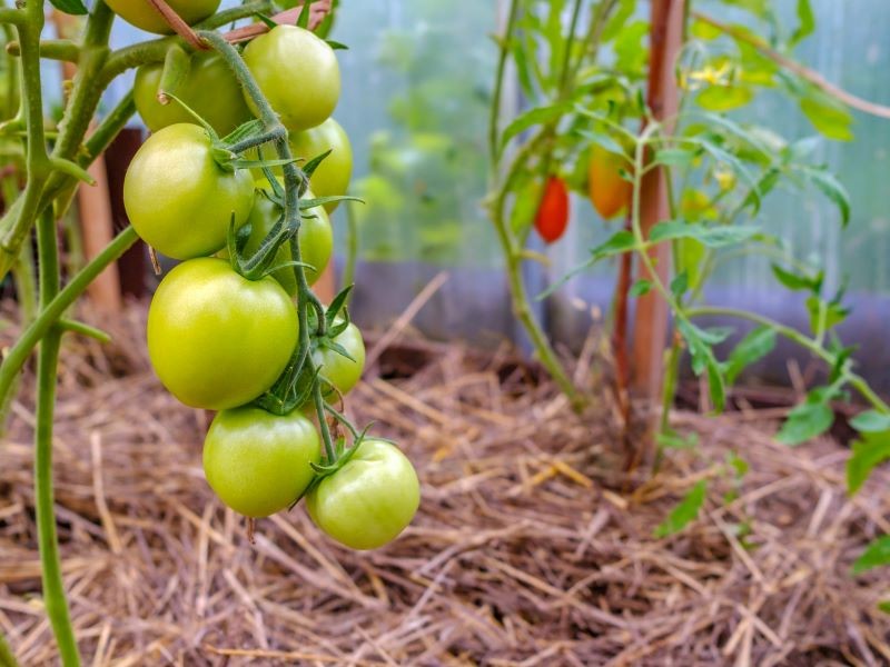 Podczas sadzenia pomidorów uważajmy na częste błędy.