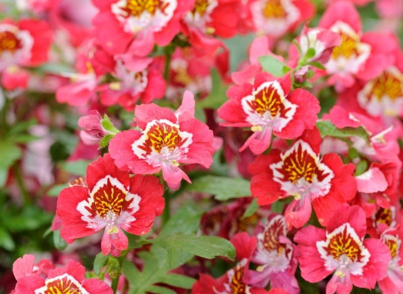 jak uprawiać motylka wisetońskiego