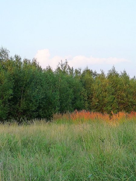 Rośliny, Pod Kopą Biskupią