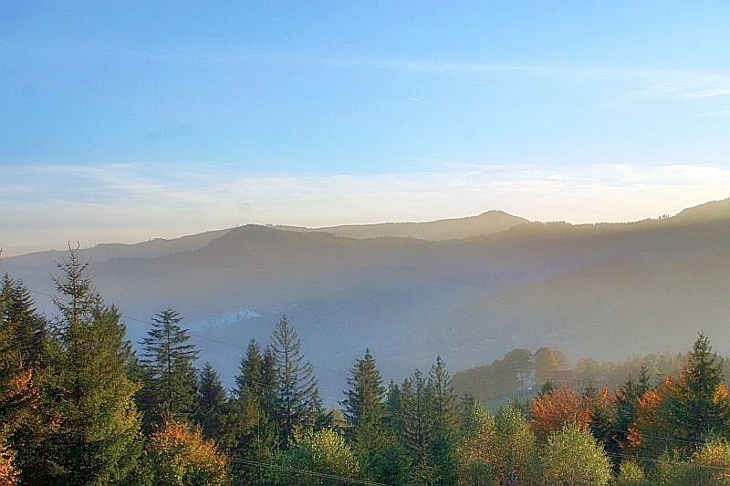 Pozostałe, Góralskie lasy