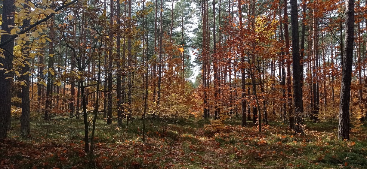 Leśne klimaty, Jesienny las