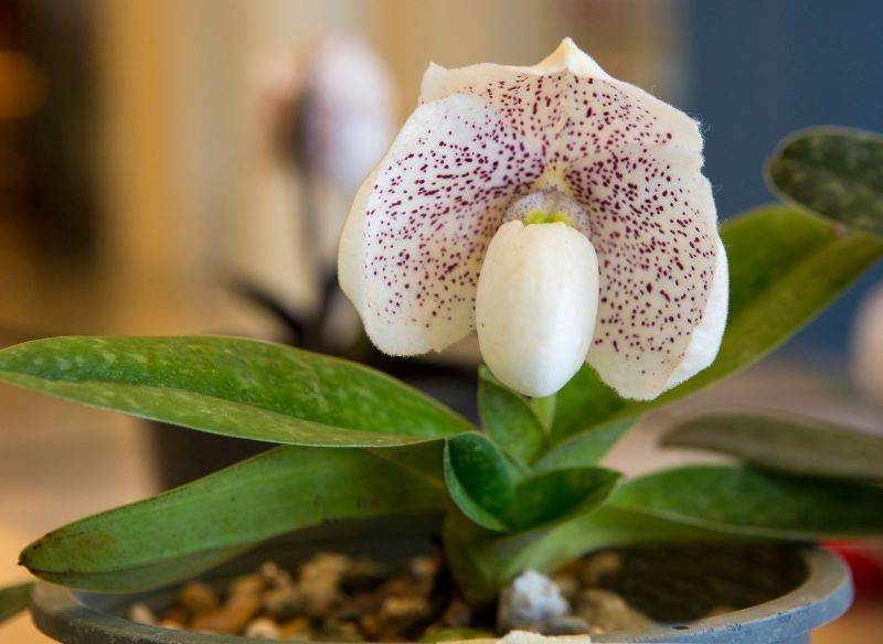 Kwiaty sabotków wyglądają jak pantofelki lub pękate dzbanki.