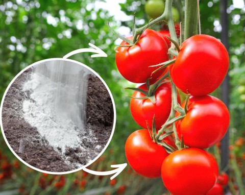Nawożenie pomidorów podczas owocowania. Czego potrzebują pomidory, by dobrze i zdrowo owocować?