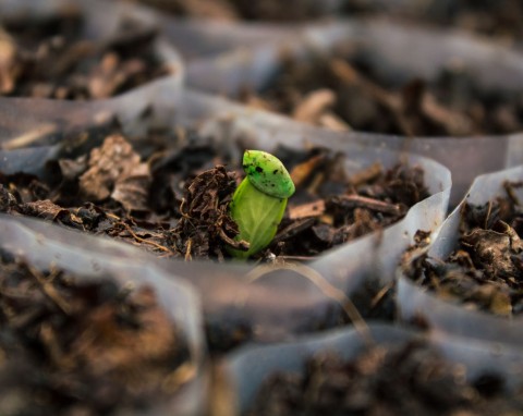 Siew papryki w styczniu. Bez tego ważnego kroku siewki będą słabe i wyciagnięte