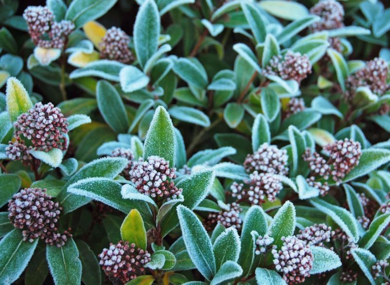 W chłodnych rejonach kraju skimia japońska nie może zimować w gruncie.