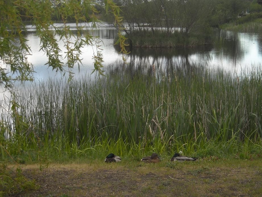 Pozostałe, Majowa.....galeria ze .......słodkościami...... - ..........i śpiące kaczki w sitowiu.............