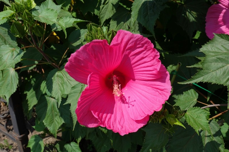 sadzenie hibiskusa bylinowego