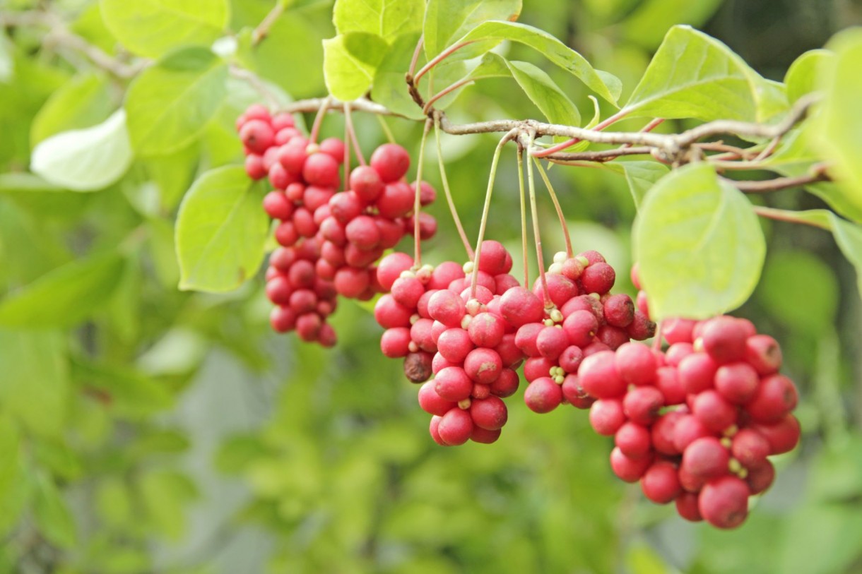 Rośliny, Kwitnące pnącza - Cytryniec chiński (Schisandra chinensis) wytwarza niepozorne, białe kwiaty oraz czerwone owoce zebrane w zwisające grona. Najlepiej rośnie w półcieniu.


Fot.123RF.com