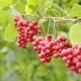 Rośliny, Kwitnące pnącza - Cytryniec chiński (Schisandra chinensis) wytwarza niepozorne, białe kwiaty oraz czerwone owoce zebrane w zwisające grona. Najlepiej rośnie w półcieniu.


Fot.123RF.com