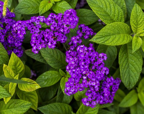 Pachnie, bosko wygląda i zasłoni wszystko, co brzydkie w ogrodzie. Już można siać na rozsadę
