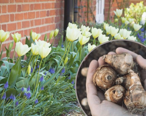 Pędzenie roślin cebulowych – tulipany, narcyzy, hiacynty, krokusy. Kiedy i od czego zacząć?