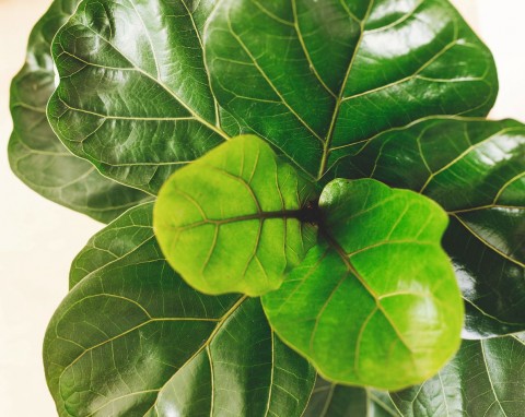 Przesadzanie fikusa lirolistnego. Metoda na szybki wzrost i gąszcz liści