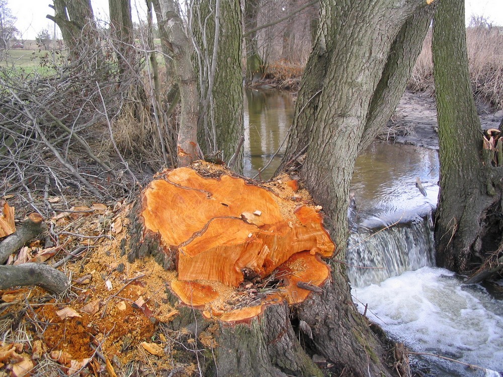 Pozostałe, Wiosna - Wiosna
https://atujest.blogspot.com/