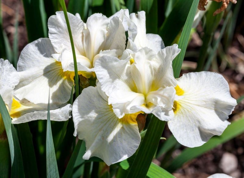 Irys syberyjski 'Snow Queen'