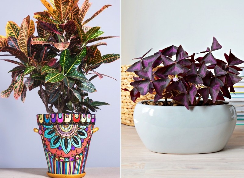 11 najpiękniejszych roślin doniczkowych