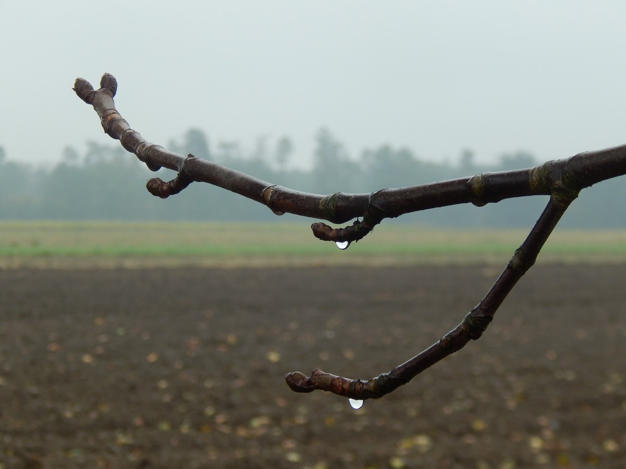 Leśne klimaty, JESIEŃ ARTYSTKA