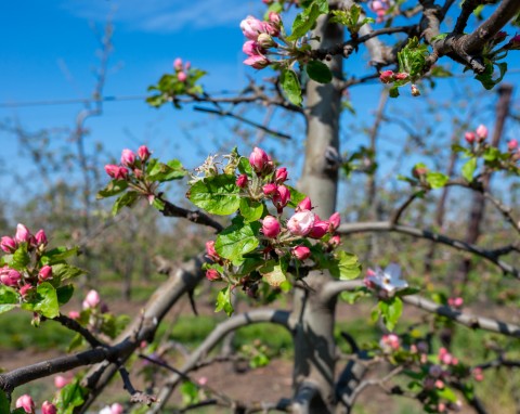 Co posadzić pod jabłonią, by zdrowo rosła i obficie owocowała? Oto najlepsi sąsiedzi