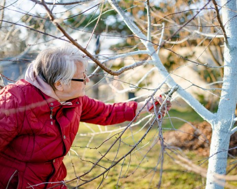 W grudniu trzeba je przyciąć. Wiosną rozwiną się i rozkwitną spektakularnie
