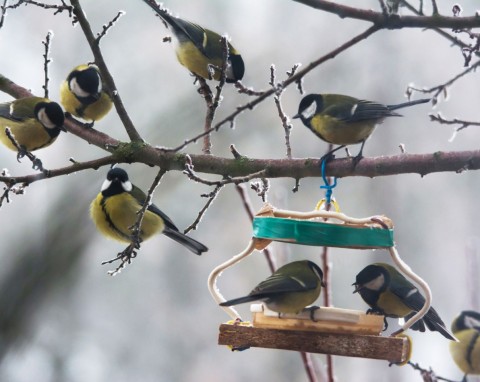 Najlepszy jadłospis dla sikorek. Do tak zaopatrzonego karmnika zlecą się tłumy