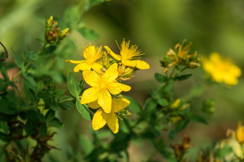 Dziurawiec zwyczajny ma charakterystyczne żółte kwiaty i nakrapiane liście.