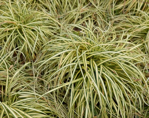 Turzyca ptasie łapki (Carex ornithopoda)