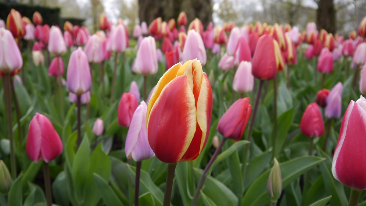 Pozostałe, Keukenhof