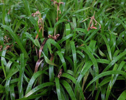 Kosmatka olbrzymia (Luzula sylvatica)