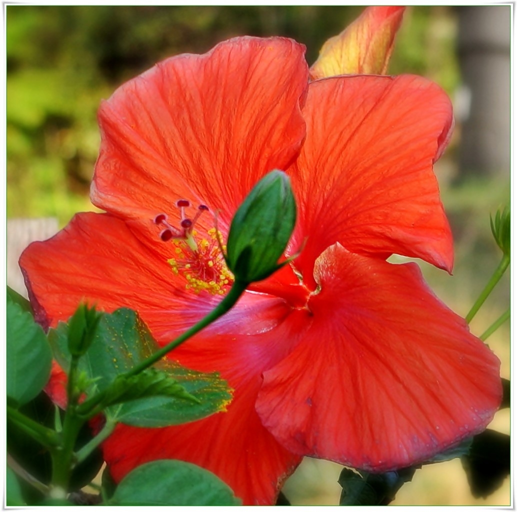 Ogród, DziŚ Dzień Fotografii - Hibiskus latem