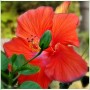 Ogród, DziŚ Dzień Fotografii - Hibiskus latem