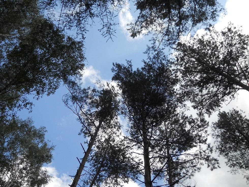 Pozostałe, Uroczysko. Fotoreportaż :) - A nad głową niebiańsko...:)