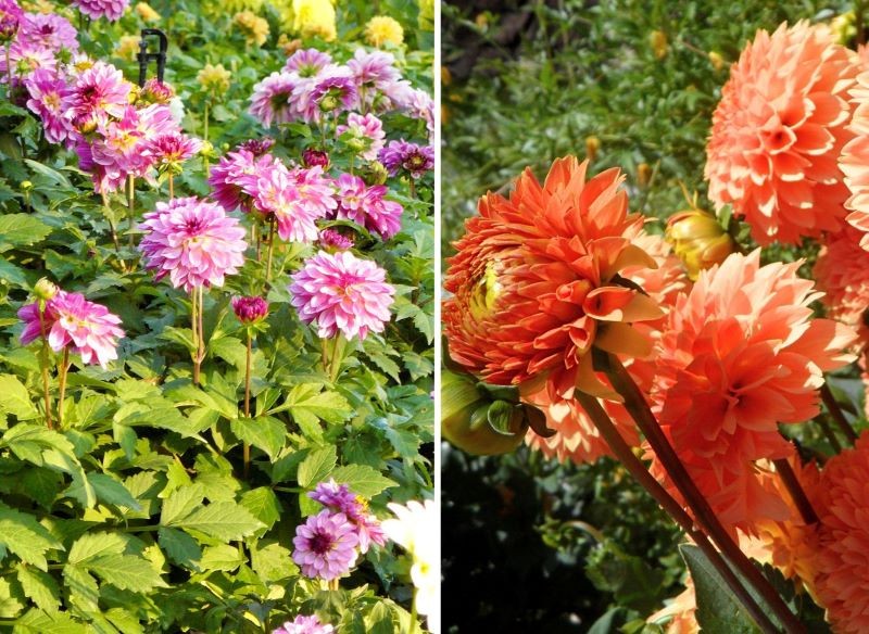 dalie w ogrodzie