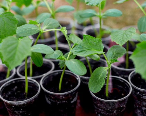 Najlepsza ziemia do rozsad. Pomidory, ogórki i papryka będą w niej dobrze rosły