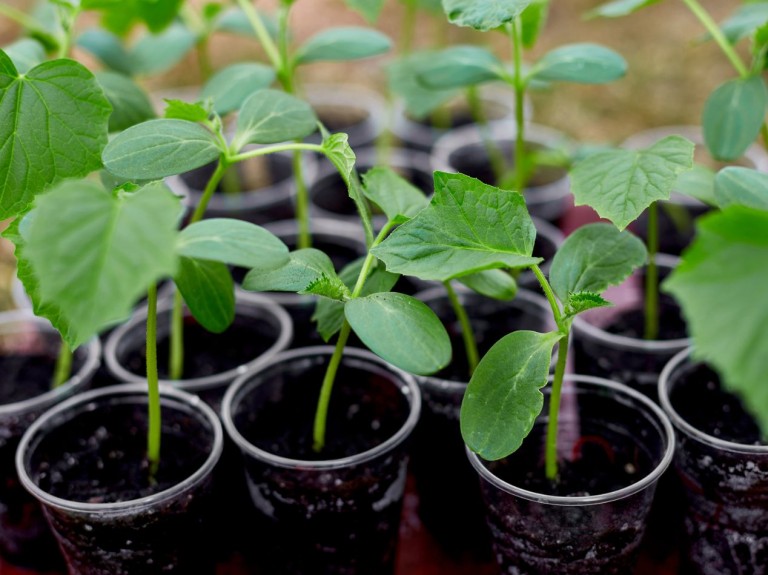 Najlepsza ziemia do rozsad. Pomidory, ogórki i papryka będą w niej dobrze rosły
