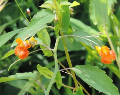 Nawet nie planuj sadzenia tych roślin w ogrodzie. Kary są wysokie, nawet milion złotych