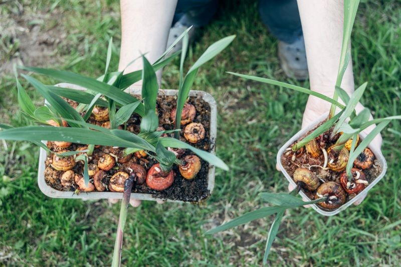 Co zrobić z bulwami kwiatów po zimowaniu?
