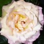 Pozostałe, Czas na róże................ - ..............i najpiękniejsza róża w ogrodzie...................
