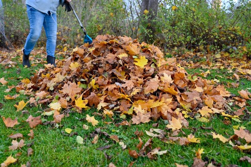 Ogród, w którym jest porządek, jest mało atrakcyjny dla szczurów.